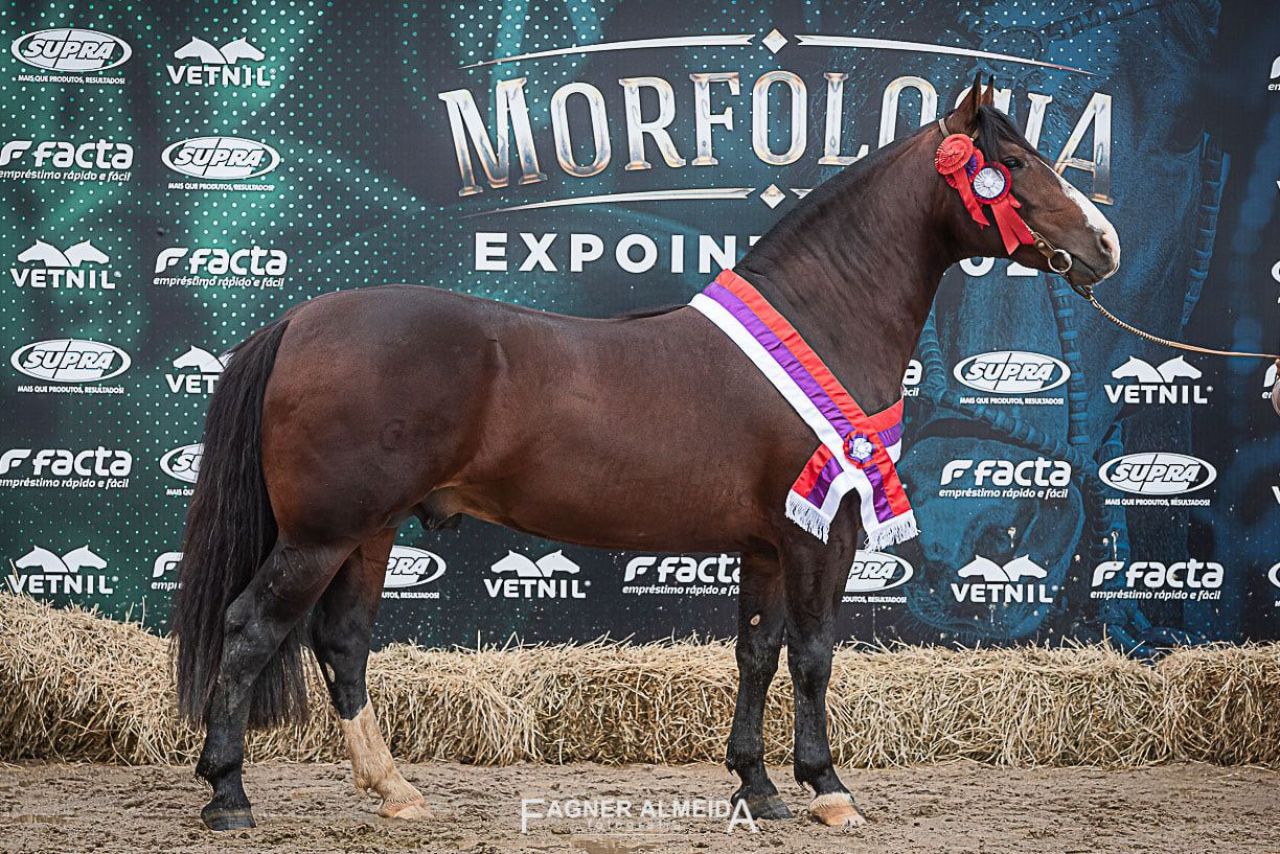 Aceguá se destaca na premiação de campeões do Cavalo Crioulo na